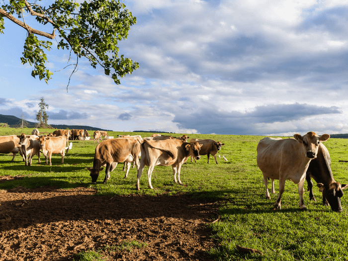 Kinh nghiệm khám phá Đà Lạt Milk Farm - Nông trại “sống ảo” đẹp như trời Tây