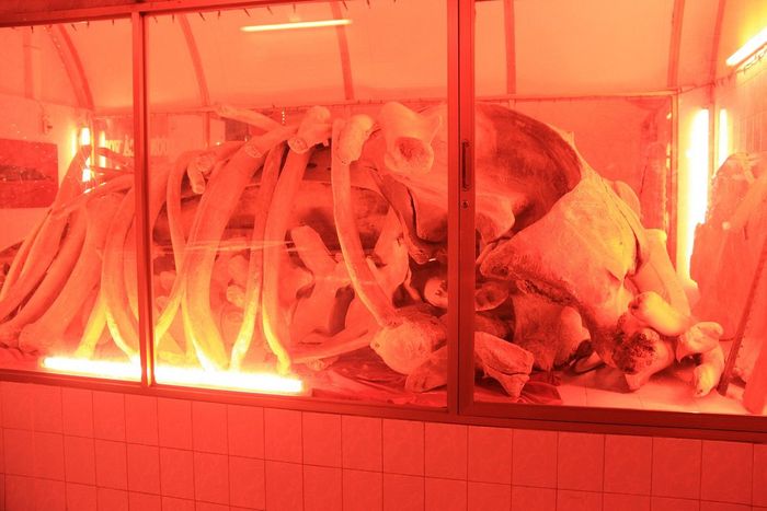 Lăng Cá Ông Vũng Tàu – Nơi gìn giữ vẻ đẹp văn hoá của cộng đồng dân cư ven biển