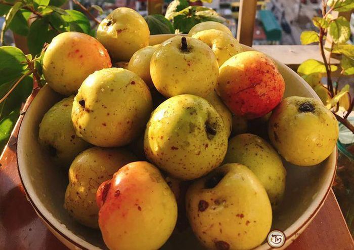 Vị đặc biệt của Đặc sản Táo mèo Yên Bái và hương vị núi rừng