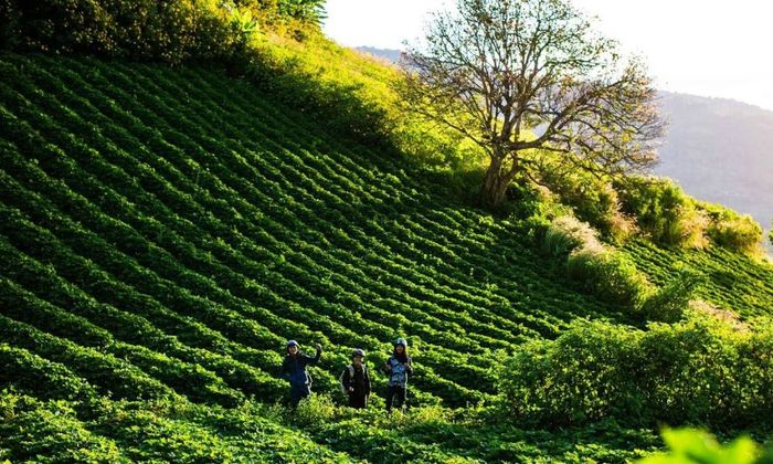 Khám phá Biển Hồ Chè giữa không gian rộng lớn của cao nguyên 4