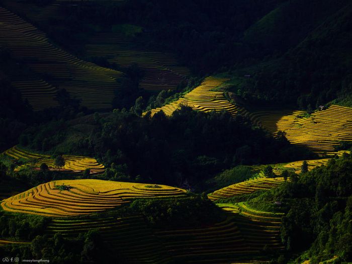 Khám phá bức tranh mùa vàng tại Xím Vàng, cách Tà Xùa chỉ 18km.