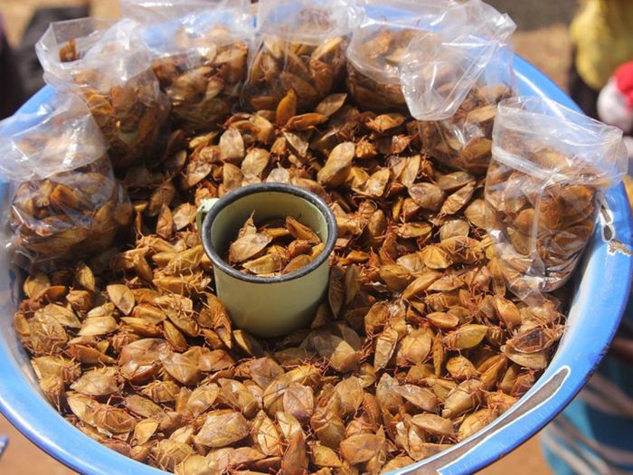 Khám phá vị ngon của món bọ xít chiên giòn Yên Bái trong mùa hoa nhãn