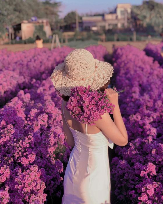 Một không gian tím mộng mơ nhẹ nhàng trải dài với sắc hoa thạch thảo ở Vũng Tàu 4
