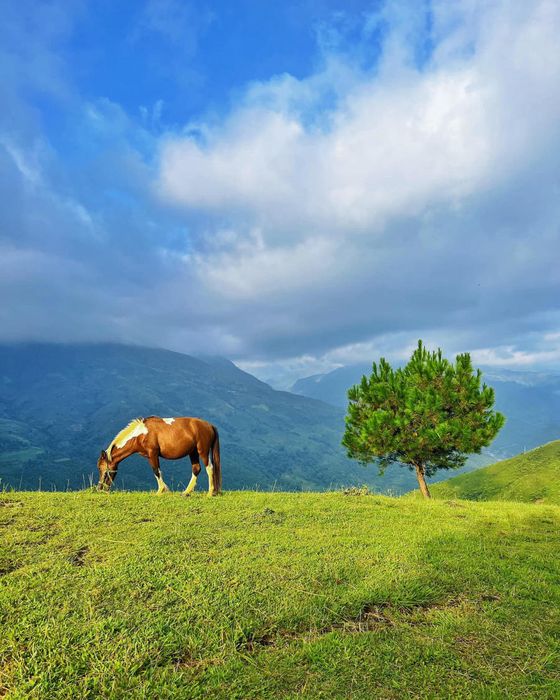 Thưởng ngoạn vẻ đẹp của Tà Xùa trong ngày không mây 7