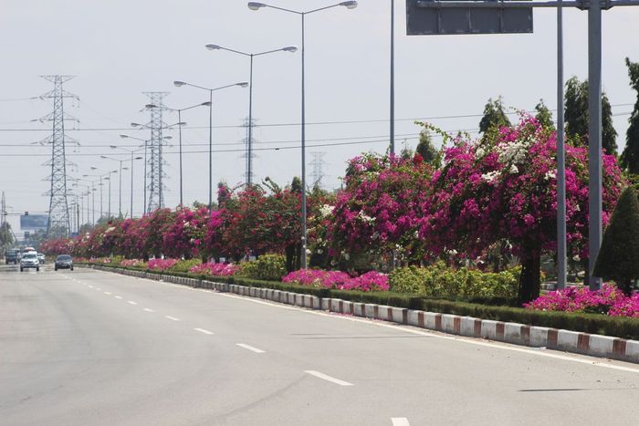 Nhớ lại vẻ đẹp của mùa hoa giấy ở Vũng Tàu trước khi bị kẻ gian phá hủy gốc 6