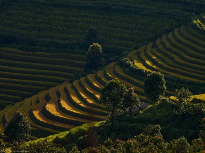 Khám phá vẻ đẹp tuyệt vời của mùa vàng tại Xím Vàng, chỉ cách Tà Xùa 18km.