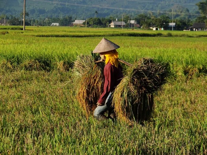Cánh đồng Mường Lò - Vẻ đẹp thiên nhiên của vùng đất Nghĩa Lộ