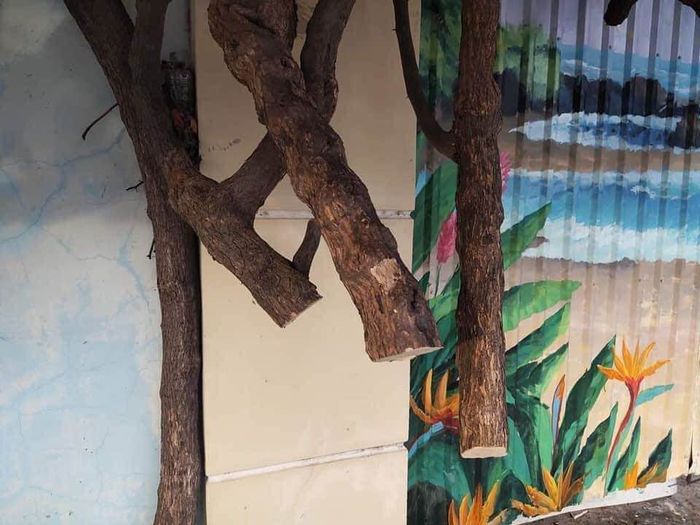 Nhớ lại vẻ đẹp của mùa hoa giấy ở Vũng Tàu trước khi bị kẻ gian phá hủy gốc 8