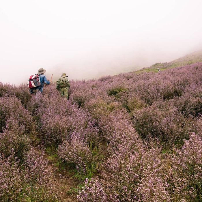 Lịch trình trekking Tà Chì Nhù - Một trải nghiệm không thể bỏ lỡ dù gian khó