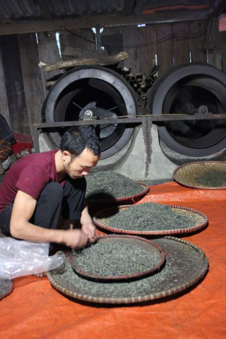 Chè Shan tuyết suối Giàng - Món quà từ thiên nhiên số 8