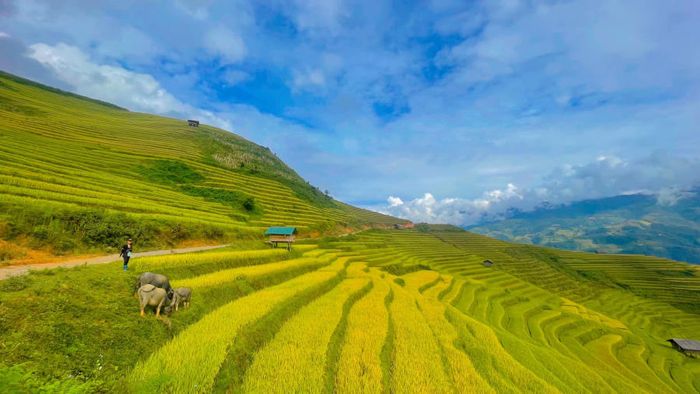 Khám phá Vẻ đẹp lôi cuốn của Ruộng bậc thang Mù Cang Chải 5