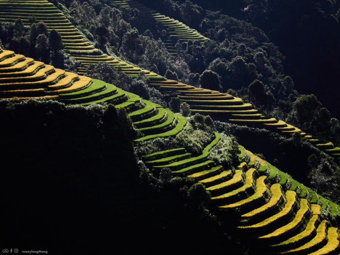 Đến Xím Vàng để khám phá bức tranh mùa vàng tuyệt mỹ, cách Tà Xùa 18km