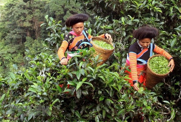 Chia sẻ kinh nghiệm đến Tà Xùa lần đầu