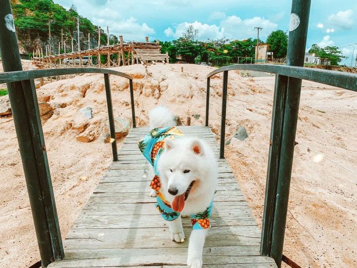 Đánh giá chuyến đi Vũng Tàu 2 ngày 1 đêm, check-in tại các địa điểm hot cùng với thú cưng.