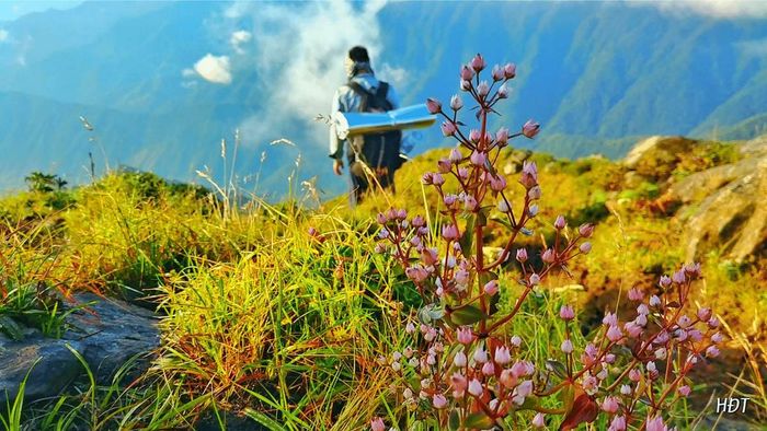 Đánh giá Tà Chì Nhù - Ghé ngắm rừng hoa Chi Pâu tím mê hoặc 3