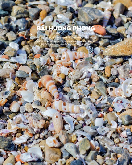 Nhìn từ trên cao, nhìn từ dưới đất, nhớ luôn nhìn những điều dễ thương tại Bãi Dứa Vũng Tàu 3