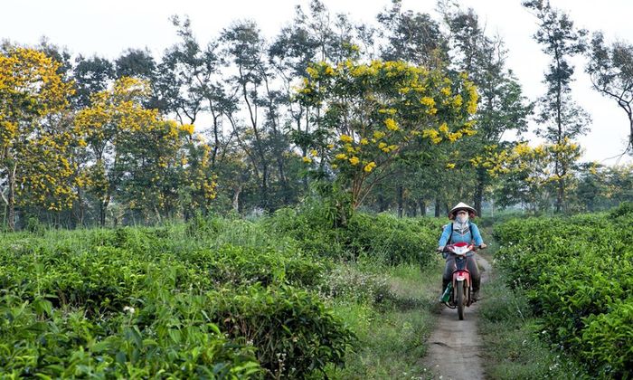 Đến thăm Đồi Chè Bàu Cạn, bạn sẽ bị mê hoặc bởi sắc xanh tuyệt vời