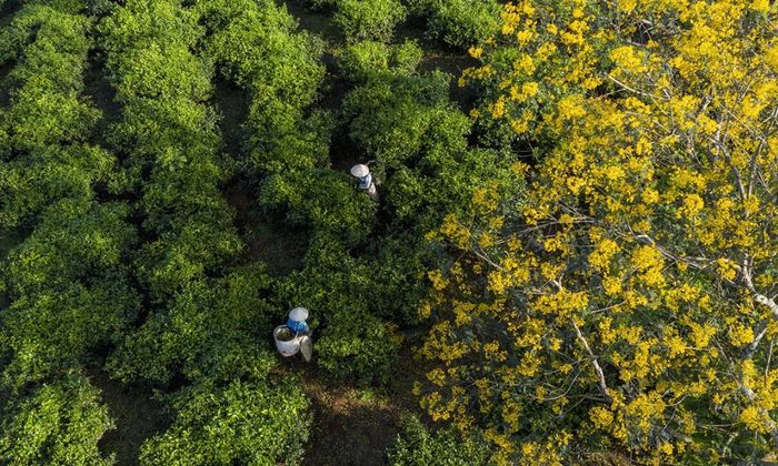 Thăm quan Đồi Chè Bàu Cạn với vẻ xanh lôi cuốn không gì sánh kịp