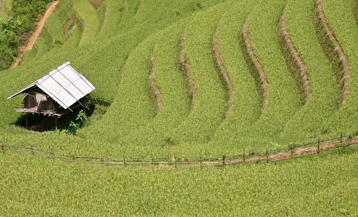 Ruộng bậc thang xã Chế Cu Nha luôn lấp lánh với vẻ đẹp đặc biệt vào mỗi mùa vàng.
