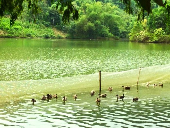 Thưởng thức vẻ đẹp thơ mộng của Hồ Chóp Dù Yên Bái 3