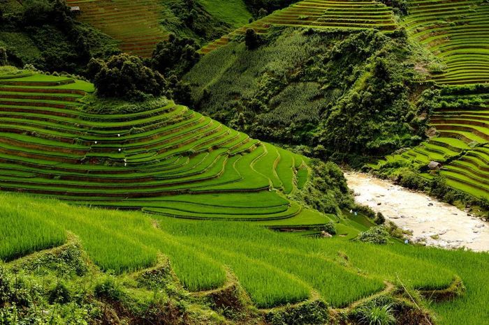 Khám phá vẻ đẹp của Ruộng bậc thang ở xã Zế Xu Phình làm lòng người say đắm 4