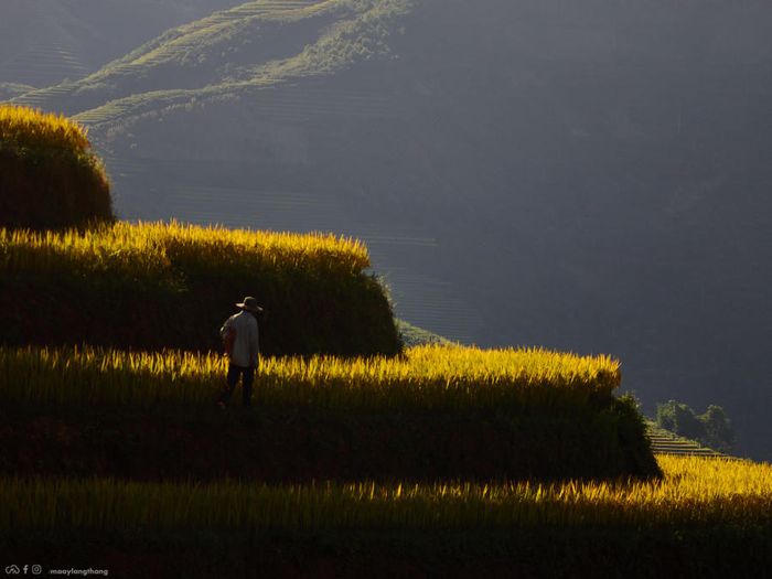 Đến Xím Vàng để khám phá vẻ đẹp của mùa vàng, chỉ cách Tà Xùa 18km
