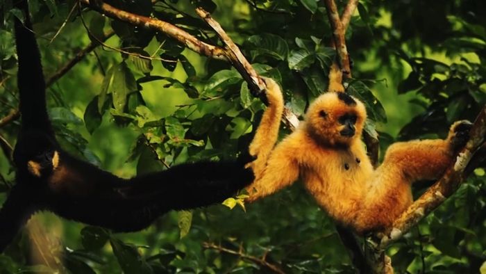 Khu dự trữ sinh quyển Kon Hà Nừng, món quà đặc biệt từ Mẹ Thiên Nhiên 5