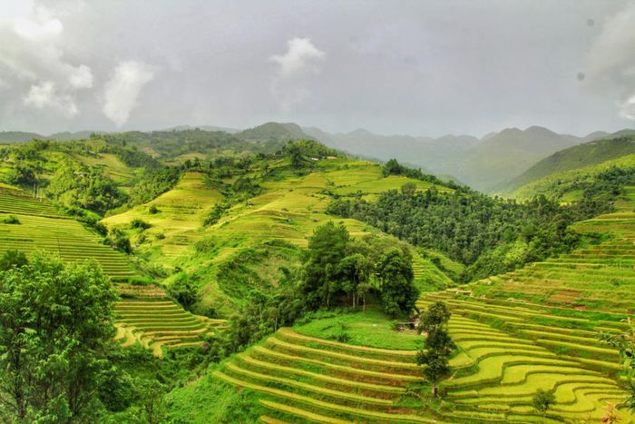 Khám phá cánh đồng lúa chín ở Mù Cang Chải
