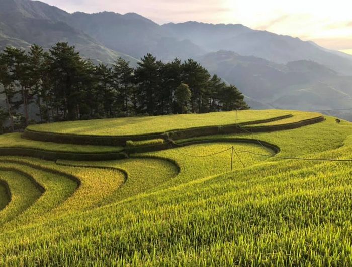 Đánh giá đồi Móng Ngựa - Mù Cang Chải vào mùa lúa chín vàng 3