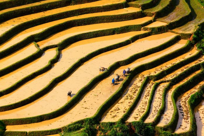 Kinh nghiệm du lịch Tú Lệ Yên Bái - Nàng tình ca của miền núi Tây Bắc 3