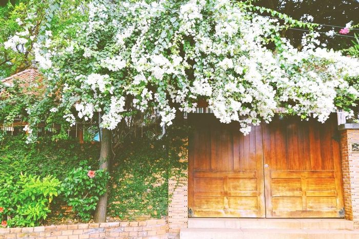 Khám phá sự hòa quyện giữa sức mạnh và sự dịu dàng của mùa hoa giấy Vũng Tàu - Vẻ đẹp tinh tế và mạnh mẽ của loài hoa nắng gió 4