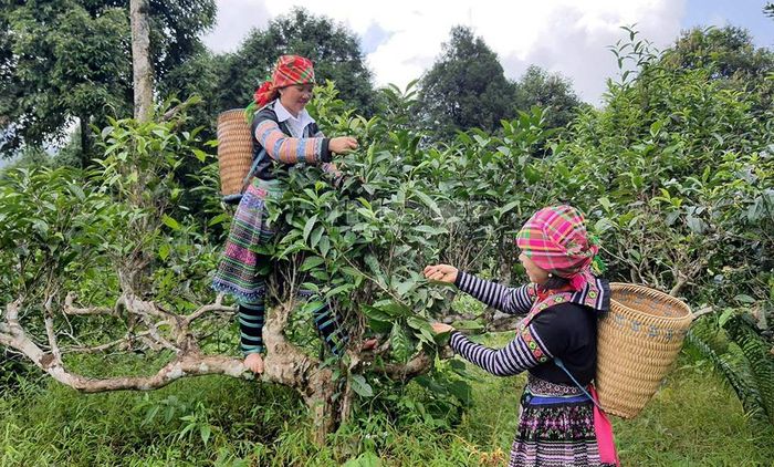 Cánh đồng Mường Lò - Vẻ đẹp tự nhiên của vùng đất Nghĩa Lộ