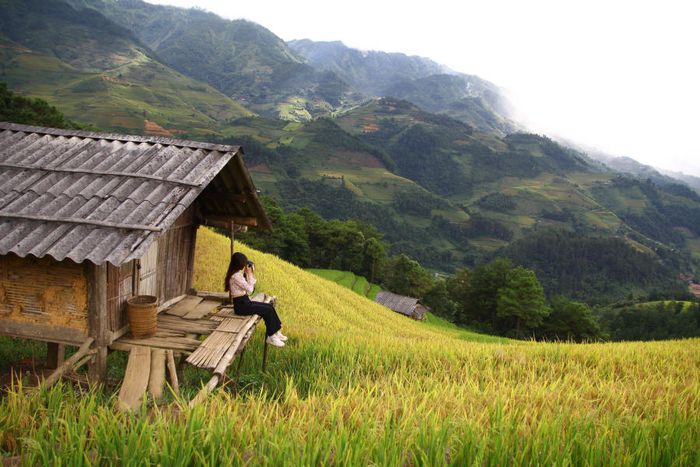 Khám phá Mù Cang Chải săn mùa lúa chín vàng 3