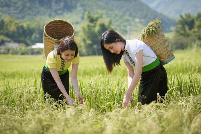 Hương cốm Tú Lệ vào mùa - Món quà ý nghĩa từ dân tộc Thái 3