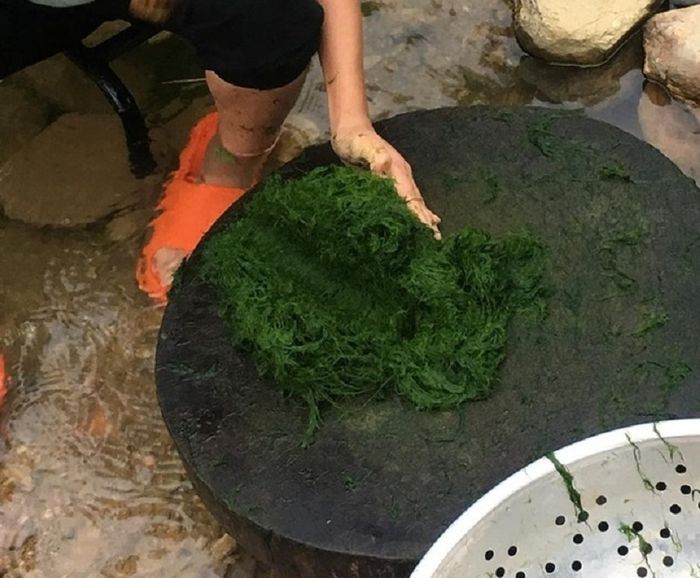 Rêu suối Mường Lò Yên Bái và câu chuyện bên dòng sông Thia