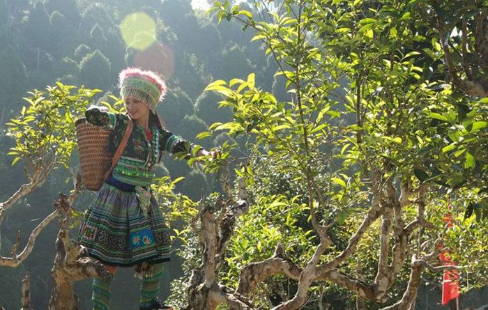 Chè Shan tuyết ở Suối Giàng - Món quà thiên nhiên tuyệt vời