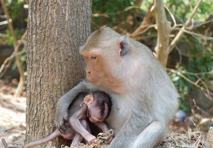 Chùa Khỉ Vũng Tàu – Thiền Viện Trúc Lâm Chân Nguyên dưới chân núi Kỳ Vân 12