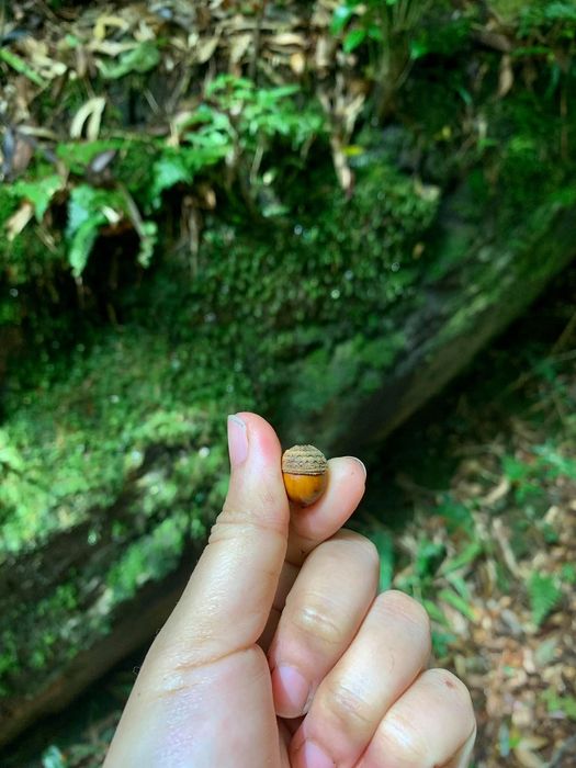 Đánh giá về Tà Xùa - Khám phá những mảnh ghép của rừng Tà Xùa 6