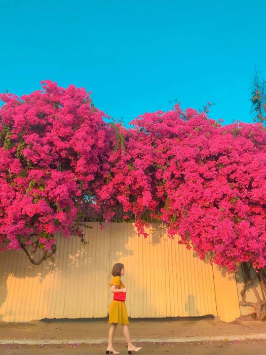 Nhớ lại vẻ đẹp của mùa hoa giấy ở Vũng Tàu trước khi bị kẻ gian phá hủy gốc 3