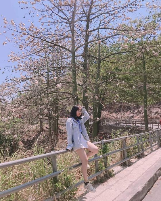 Con đường cây bông gòn ở Vũng Tàu đẹp như xứ Hàn thơ mộng.
