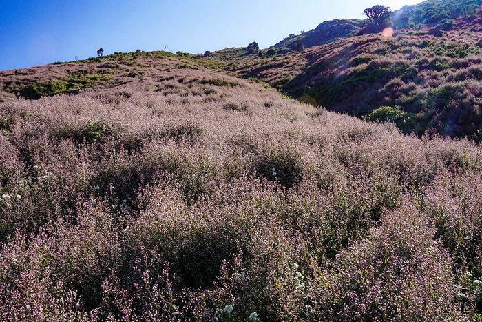 Trekking Tà Chì Nhù 2N3Đ - Trải nghiệm giữa không gian mây trời 5