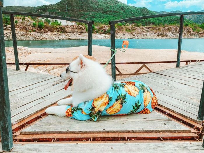 Đánh giá chuyến đi Vũng Tàu 2 ngày 1 đêm với đầy đủ các điểm hot cùng thú cưng yêu quý