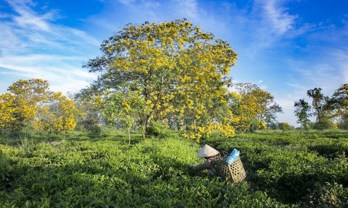 Khám phá Đồi Chè Bàu Cạn với vẻ xanh quyến rũ không ngờ