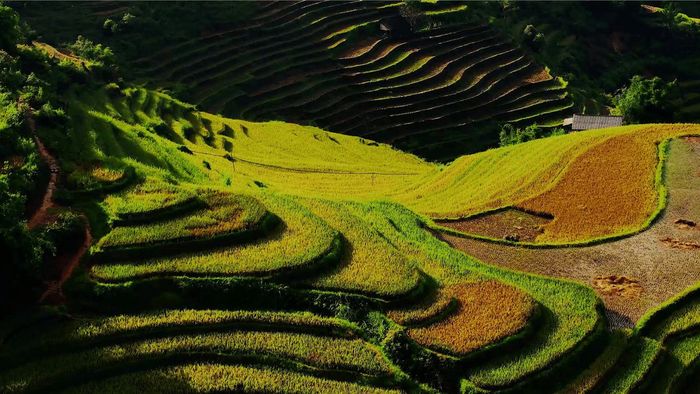 Đánh Giá La Pán Tẩn - Bùng cháy cảm xúc với ruộng bậc thang mùa vàng quyến rũ 3