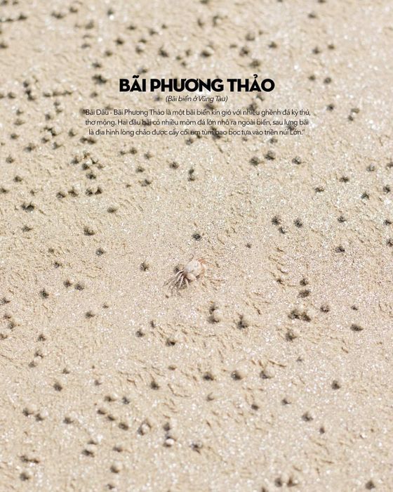 Bãi Dâu Vũng Tàu không chỉ có những con hẻm dễ thương, mà còn chứa đựng vô số điều dễ thương khác.