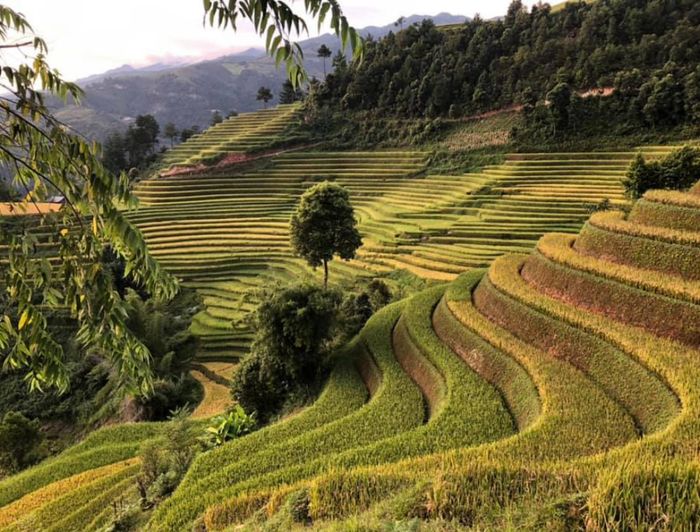 Đánh giá đồi Móng Ngựa - Mù Cang Chải vào mùa lúa chín vàng 5