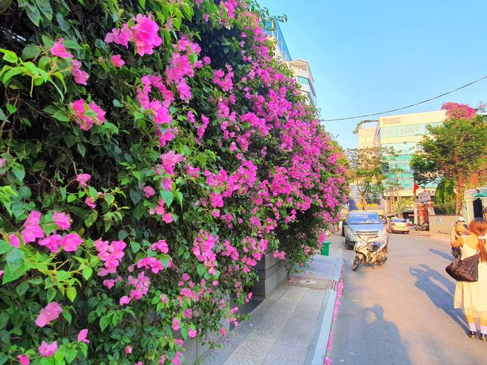 Nhìn lại vẻ đẹp của mùa hoa giấy ở Vũng Tàu trước khi bị kẻ gian phá hủy gốc 5