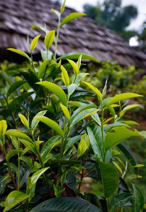 Kinh nghiệm du lịch Suối Giàng để khám phá cảnh đẹp tuyệt vời nhất.