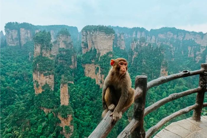 Vũ Lăng Nguyên, khung cảnh tiên đường trên trần gian tại Trương Gia Giới 8