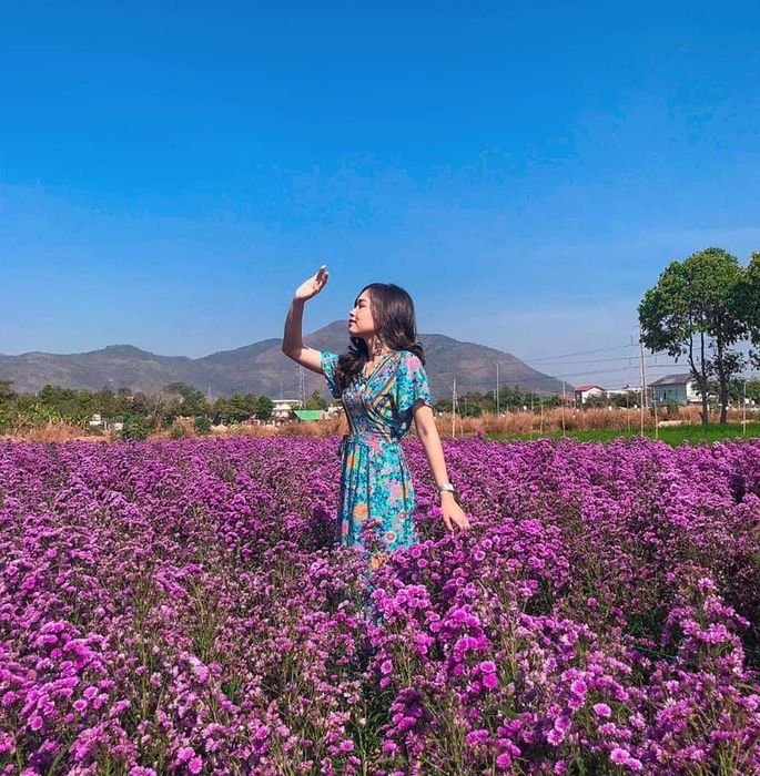 Một không gian tím mộng mơ nhẹ nhàng trải dài với sắc hoa thạch thảo ở Vũng Tàu 9